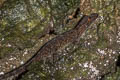 Chan-ard's Rock Gecko Cnemaspis chanardi