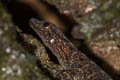 Chan-ard's Rock Gecko Cnemaspis chanardi