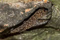 Chan-ard's Rock Gecko Cnemaspis chanardi