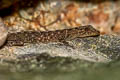 Chan-ard's Rock Gecko Cnemaspis chanardi