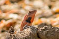 Changeable Crested Lizard Calotes versicolor (Garden Lizard)