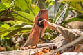 Changeable Crested Lizard Calotes versicolor (Garden Lizard)