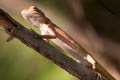 Changeable Crested Lizard Calotes versicolor (Garden Lizard)