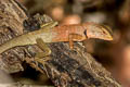 Changeable Crested Lizard Calotes versicolor (Garden Lizard)