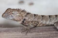 Changeable Crested Lizard Calotes versicolor (Garden Lizard)