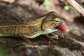 Changeable Crested Lizard Calotes versicolor (Garden Lizard)