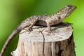 Changeable Crested Lizard Calotes versicolor (Garden Lizard)