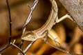 Changeable Crested Lizard Calotes versicolor (Garden Lizard)