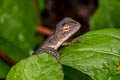 Changeable Crested Lizard Calotes versicolor (Garden Lizard)