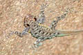 Chanthaburi Rock Gecko Cnemaspis chanthaburiensis (Chanthaburi Day Gecko)