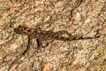 Chanthaburi Rock Gecko Cnemaspis chanthaburiensis (Chanthaburi Day Gecko)