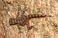 Chanthaburi Rock Gecko Cnemaspis chanthaburiensis (Chanthaburi Day Gecko)