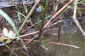 Chequered Keelback Fowlea piscator (Chequered Keelback Water Snake)