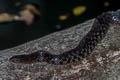 Chequered Keelback Fowlea piscator (Chequered Keelback Water Snake)