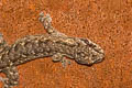 Chiang Mai Dwarf Gecko Hemiphyllodactylus chiangmaiensis