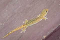 Chiang Mai Dwarf Gecko Hemiphyllodactylus chiangmaiensis