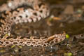 Chinese Mountain Pit Viper Ovophis monticola