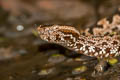 Chinese Mountain Pit Viper Ovophis monticola