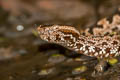 pit viper