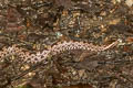 Chinese Mountain Pit Viper Ovophis monticola