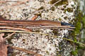 Collared Blackhead Sibynophis collaris (Collared Black-headed Snake)