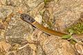 Collared Blackhead Sibynophis collaris (Collared Black-headed Snake)