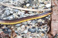 Collared Reed Snake Calamaria pavimentata (Brown Reed Snake)