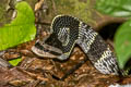 Common Bamboo Snake Pseudoxenodon bambusicola