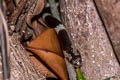 Common Bridle Snake Lycodon davisonii (Davison's Bridled Snake)