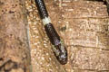 Common Bridle Snake Lycodon davisonii (Davison's Bridled Snake)