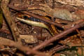 Common Bronzeback Dendrelaphis pictus (Painted Bronzeback Tree Snake)