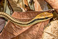 Common Bronzeback Dendrelaphis pictus (Painted Bronzeback Tree Snake)