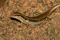 Common Forest Skink Sphenomorphus maculatus (Spotted Forest Skink)