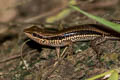 Common Forest Skink Sphenomorphus maculatus (Spotted Forest Skink)