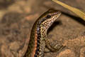 Common Forest Skink Sphenomorphus maculatus (Spotted Forest Skink)