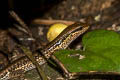 Common Forest Skink Sphenomorphus maculatus (Spotted Forest Skink)