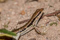 Common Forest Skink Sphenomorphus maculatus (Spotted Forest Skink)