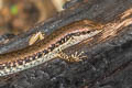 Common Forest Skink Sphenomorphus maculatus (Spotted Forest Skink)