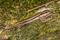 Common Forest Skink Sphenomorphus maculatus (Spotted Forest Skink)