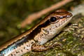 Common Forest Skink Sphenomorphus maculatus (Spotted Forest Skink)