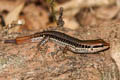 Common Forest Skink Sphenomorphus maculatus (Spotted Forest Skink)