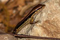 Common Forest Skink Sphenomorphus maculatus (Spotted Forest Skink)
