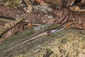 Common Forest Skink Sphenomorphus maculatus (Spotted Forest Skink)