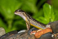 Common Forest Skink Sphenomorphus maculatus (Spotted Forest Skink)