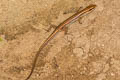 Common Forest Skink Sphenomorphus maculatus (Spotted Forest Skink)