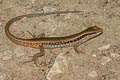 Common Forest Skink Sphenomorphus maculatus (Spotted Forest Skink)