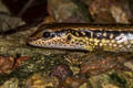 Common Forest Skink Sphenomorphus maculatus (Spotted Forest Skink)