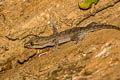 Common Four-clawed Gecko Gehyra mutilata