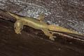 Common Four-clawed Gecko Gehyra mutilata