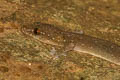 Common Four-clawed Gecko Gehyra mutilata